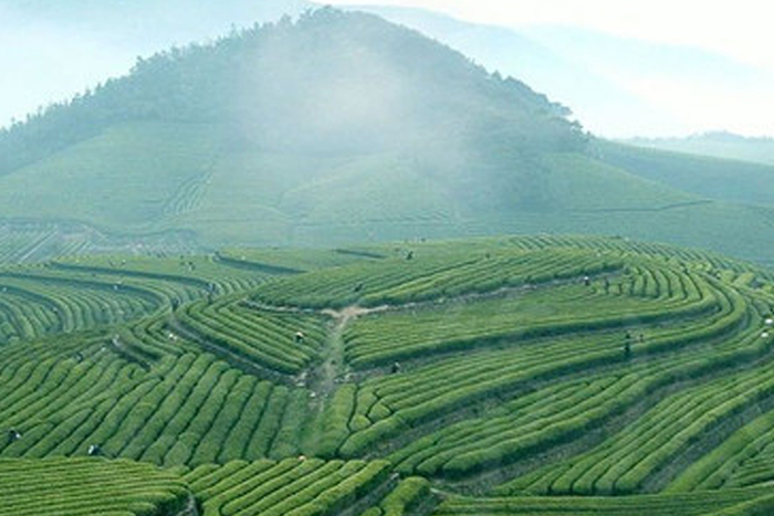 萬畝茶園