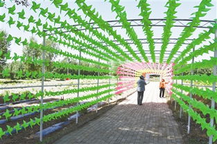 九龍?zhí)渡鷳B(tài)園 綠水青山間的振興之路，讓貧困戶成為旅游產(chǎn)業(yè)的最大受益者